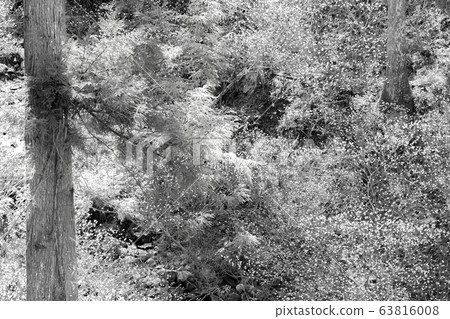 [棕褐色] Mitsumata殖民地和溪 63816008