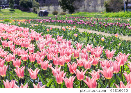 鮮見山公園春天 鮮見山公園春天 63816050