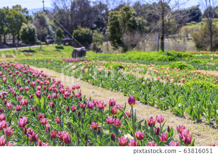 Umami Hills Park Spring 63816051