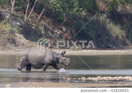 Greater one horned rhinoceros in Nepal 63816055
