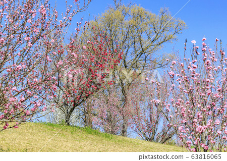 Umami Hills Park Spring 63816065