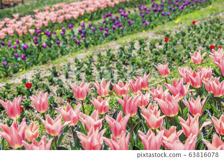 Umami Hills Park Spring 63816078