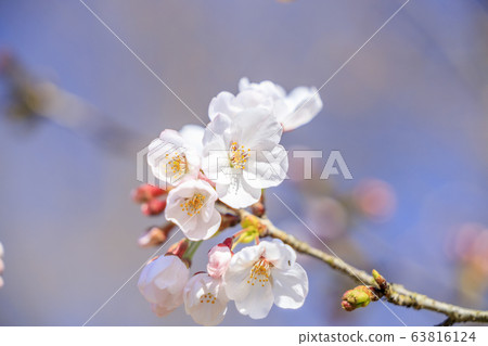 Umami Hills Park Spring 63816124