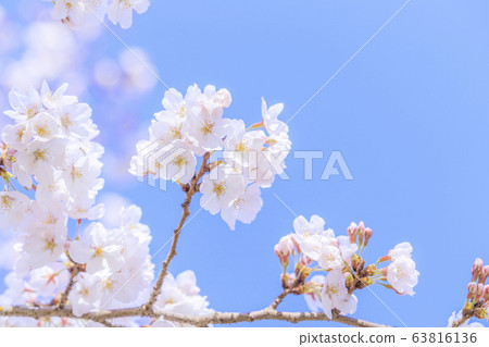 鮮見山公園春天 鮮見山公園春天 63816136