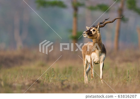 Blackbuck antilope in Bardia, Nepal 63816207
