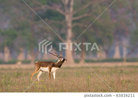Blackbuck antilope in Bardia, Nepal 63816211