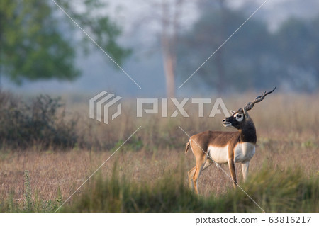 Blackbuck antilope in Bardia, Nepal Blackbuck antilope in Bardia, Nepal 63816217