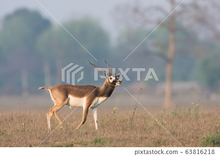 Blackbuck antilope in Bardia, Nepal 63816218