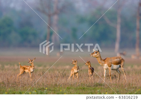 Blackbuck antilope in Bardia, Nepal 63816219