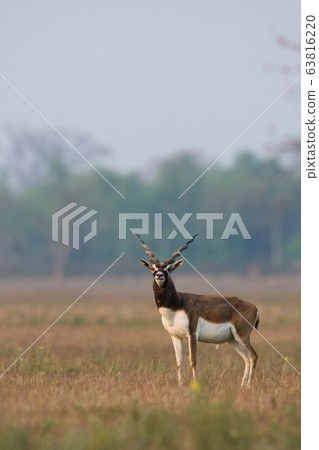 Blackbuck antilope in Bardia, Nepal 63816220