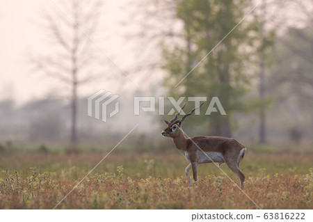 Blackbuck antilope in Bardia, Nepal Blackbuck antilope in Bardia, Nepal 63816222