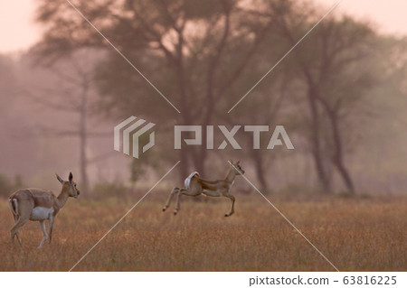 Blackbuck antilope in Bardia, Nepal Blackbuck antilope in Bardia, Nepal 63816225