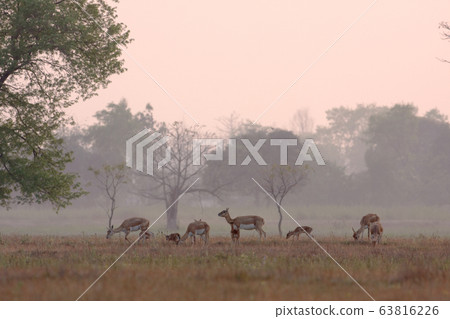 Blackbuck antilope in Bardia, Nepal Blackbuck antilope in Bardia, Nepal 63816226
