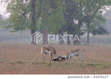 Blackbuck antilope in Bardia, Nepal Blackbuck antilope in Bardia, Nepal 63816227