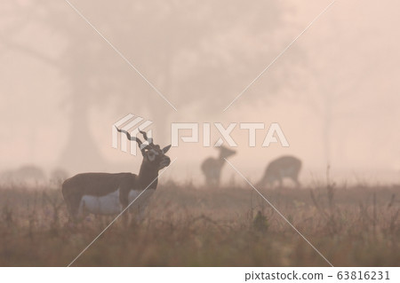 Blackbuck antilope in Bardia, Nepal Blackbuck antilope in Bardia, Nepal 63816231