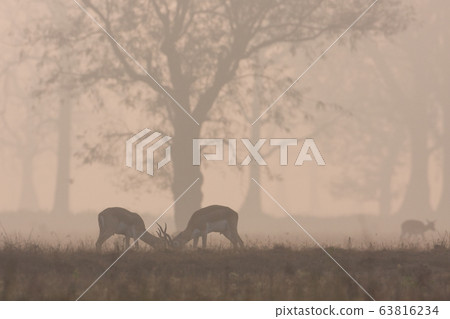Blackbuck antilope in Bardia, Nepal 63816234