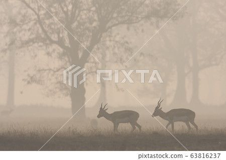 Blackbuck antilope in Bardia, Nepal 63816237