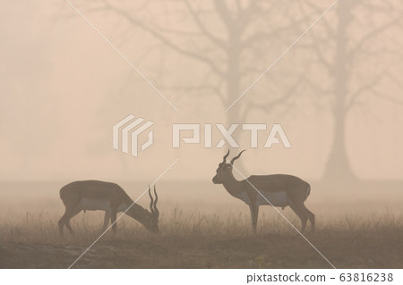 Blackbuck antilope in Bardia, Nepal Blackbuck antilope in Bardia, Nepal 63816238
