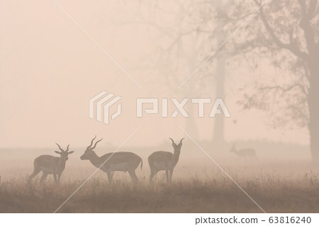 Blackbuck antilope in Bardia, Nepal 63816240