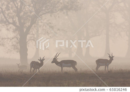 Blackbuck antilope in Bardia, Nepal 63816246