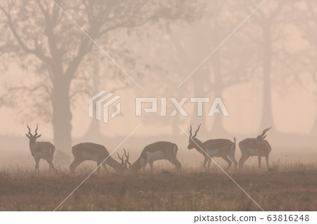 Blackbuck antilope in Bardia, Nepal 63816248