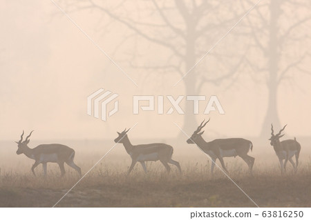 Blackbuck antilope in Bardia, Nepal Blackbuck antilope in Bardia, Nepal 63816250