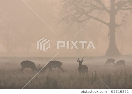Blackbuck antilope in Bardia, Nepal Blackbuck antilope in Bardia, Nepal 63816251