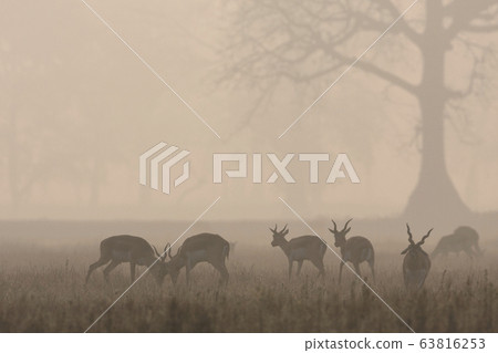 Blackbuck antilope in Bardia, Nepal Blackbuck antilope in Bardia, Nepal 63816253