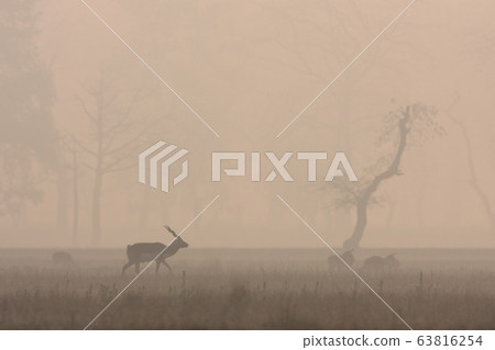 Blackbuck antilope in Bardia, Nepal Blackbuck antilope in Bardia, Nepal 63816254