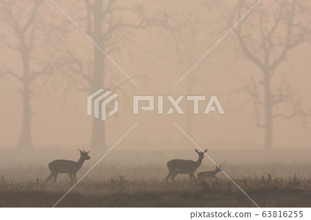 Blackbuck antilope in Bardia, Nepal Blackbuck antilope in Bardia, Nepal 63816255