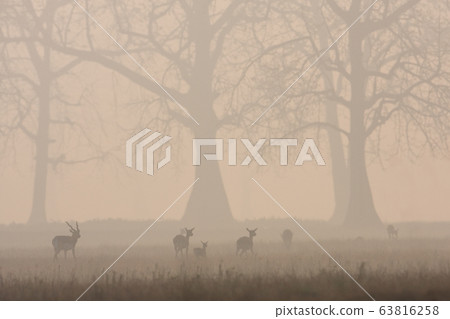 Blackbuck antilope in Bardia, Nepal Blackbuck antilope in Bardia, Nepal 63816258