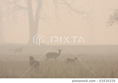 Blackbuck antilope in Bardia, Nepal Blackbuck antilope in Bardia, Nepal 63816259