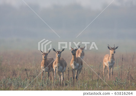 Blackbuck antilope in Bardia, Nepal 63816264