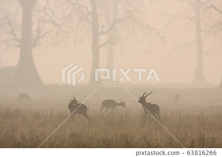 Blackbuck antilope in Bardia, Nepal 63816266