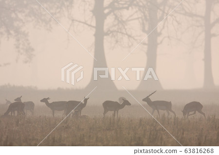 Blackbuck antilope in Bardia, Nepal 63816268