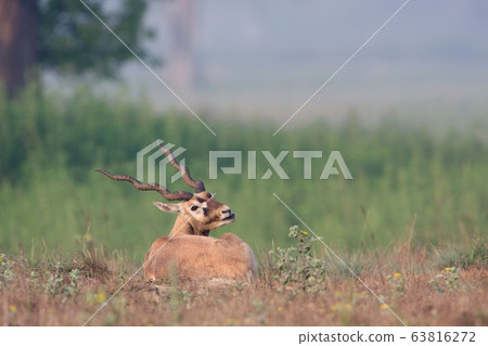 Blackbuck antilope in Bardia, Nepal 63816272