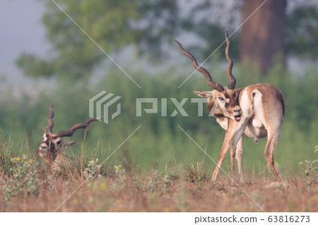 Blackbuck antilope in Bardia, Nepal 63816273