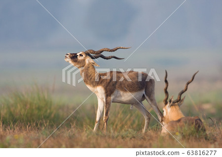 Blackbuck antilope in Bardia, Nepal 63816277