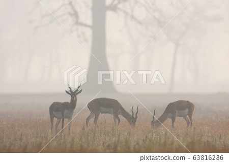 Blackbuck antilope in Bardia, Nepal Blackbuck antilope in Bardia, Nepal 63816286