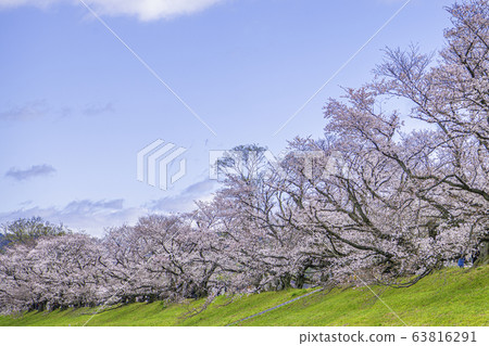 Cherry blossom trees on the backbore 63816291