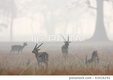 Blackbuck antilope in Bardia, Nepal Blackbuck antilope in Bardia, Nepal 63816292