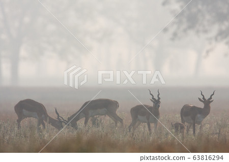 Blackbuck antilope in Bardia, Nepal Blackbuck antilope in Bardia, Nepal 63816294