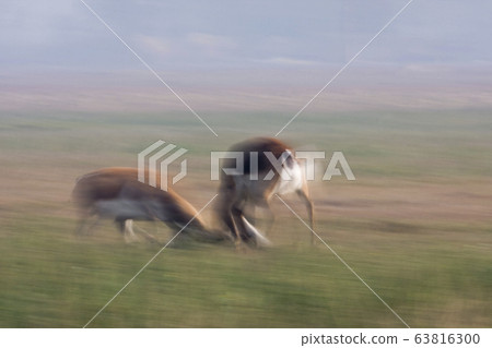 Blackbuck antilope in Bardia, Nepal 63816300