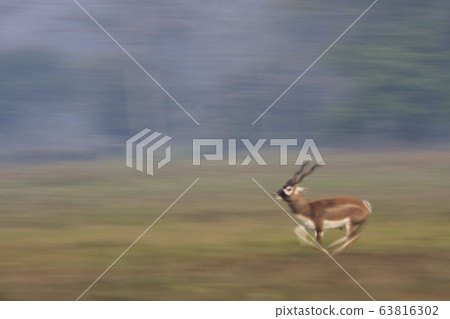 Blackbuck antilope in Bardia, Nepal 63816302