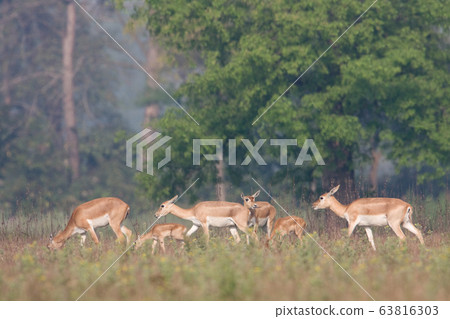 Blackbuck antilope in Bardia, Nepal 63816303