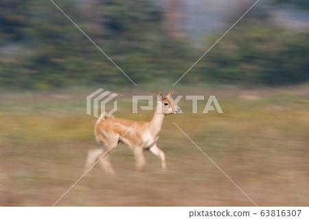 Blackbuck antilope in Bardia, Nepal Blackbuck antilope in Bardia, Nepal 63816307