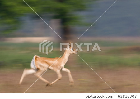 Blackbuck antilope in Bardia, Nepal Blackbuck antilope in Bardia, Nepal 63816308