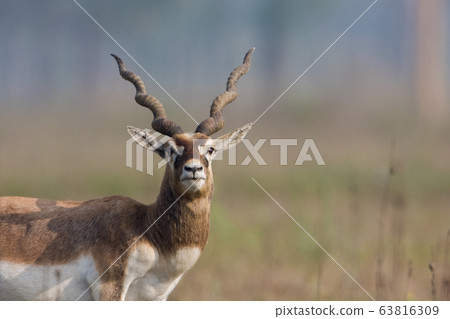 Blackbuck antilope in Bardia, Nepal 63816309