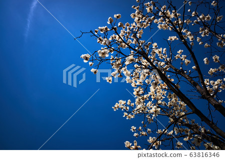 Flower 63816346