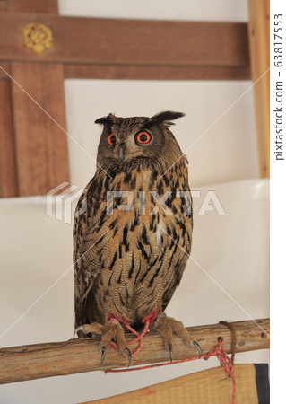 Kashima City Yutoku Inari Shrine Owl, Kashima City Yutoku Inari Shrine Owl, 63817553